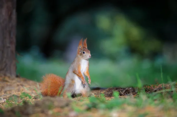 Neugierige süße rote Eichhörnchen stehen im herbstlichen Waldboden — Stockfoto