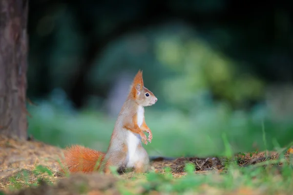 Curiosa ardilla roja linda mirando a la derecha en el suelo del bosque de otoño — Foto de Stock