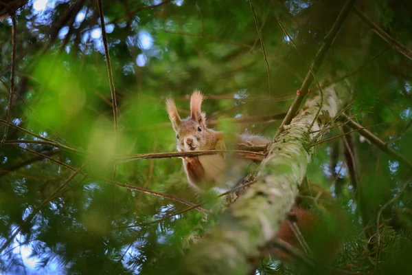 Esquilo vermelho bonito escondido em galhos na árvore conífera — Fotografia de Stock