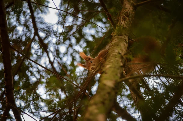 Niedliches rotes Eichhörnchen versteckt in Zweigen auf Nadelbaum — Stockfoto