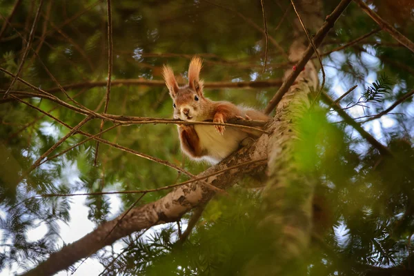 Linda ardilla roja escondida en ramas en árbol de coníferas — Foto de Stock