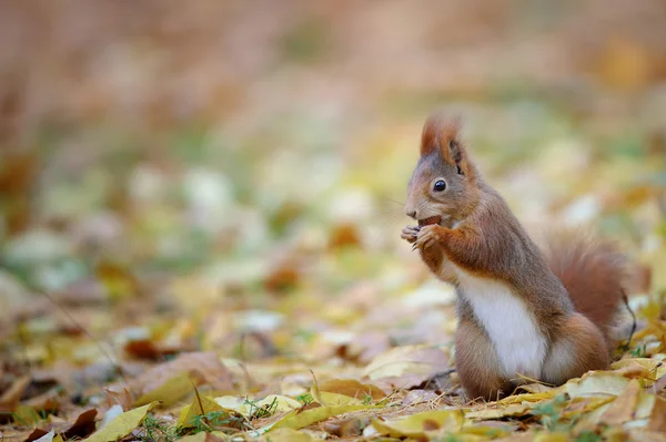 Curious cute red squirrel eatinh hazelnut in autumn forest ground — Stock Photo, Image
