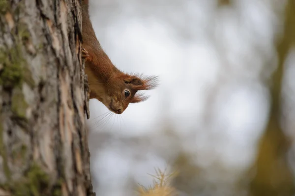 Esquilo vermelho bonito subindo pelo tronco da árvore na floresta de outono — Fotografia de Stock