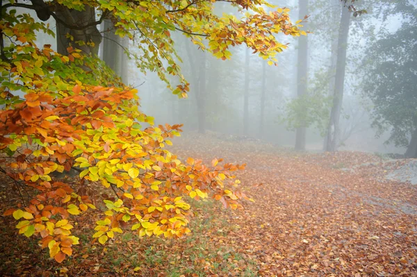 Hösten tystnad park med mist — Stockfoto