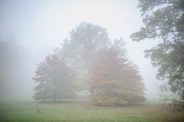 Otoño silencio parque con árboles en la niebla — Foto de Stock