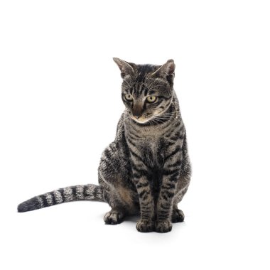 Beyaz arka planda izole edilmiş mutlu tekir kedi