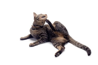 Beyaz arka planda izole edilmiş mutlu tekir kedi