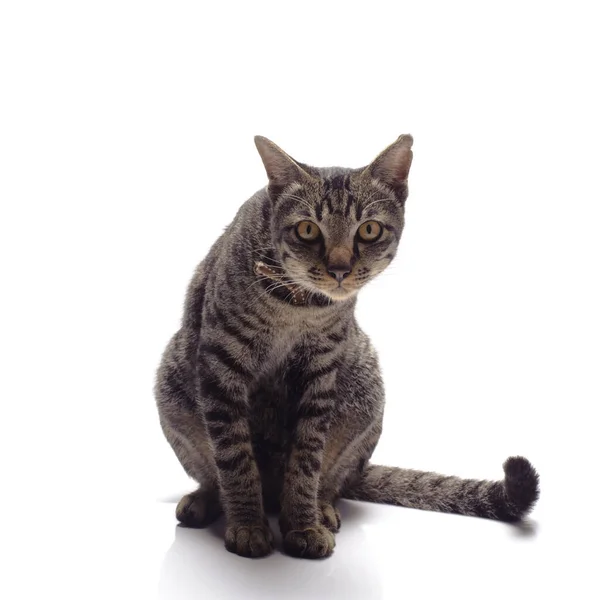 Счастливая Кошка Тэбби Изолирована Белом Фоне — стоковое фото