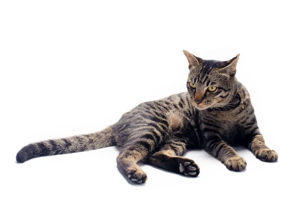 Счастливая Кошка Тэбби Изолирована Белом Фоне — стоковое фото