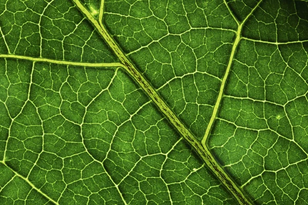 Texture Des Feuilles Macro Gros Plan Macro Photo Feuille Verte — Photo