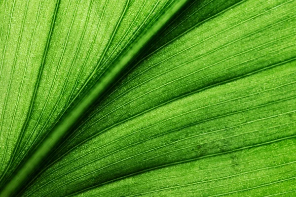 Leaf Texture Macro Closeup Macro Photo Green Leaf — Stock Photo, Image