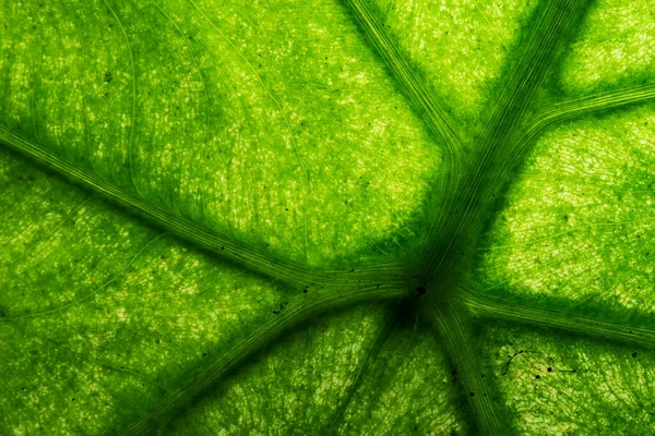 Leaf Texture Macro Closeup Macro Photo Green Leaf — Stock Photo, Image