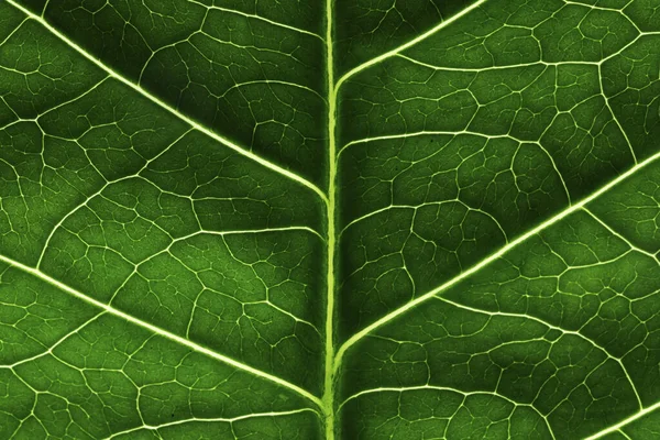 Leaf Texture Macro Closeup Macro Photo Green Leaf — Stock Photo, Image