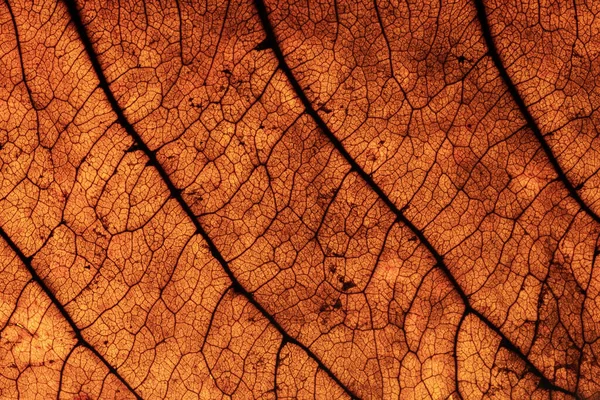 Macro Photo Showing Details Leaves — Stock Photo, Image