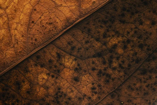 葉の詳細を示すマクロ写真 — ストック写真