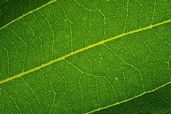Foto Macro Mostrando Detalhes Das Folhas Detalhe Textura Folha Verde — Fotografia de Stock