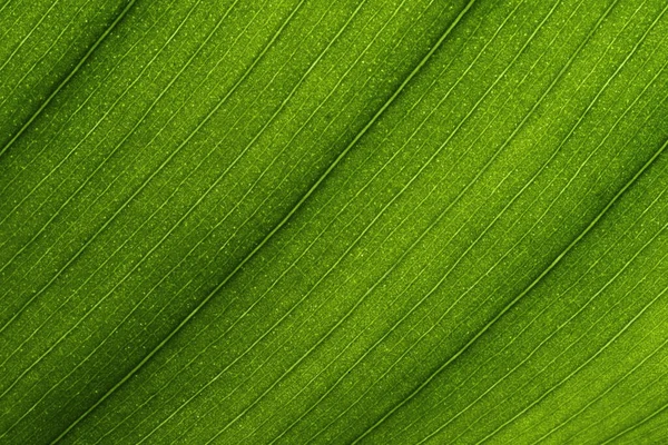 Macro Green Leaf Texture Background — Stock Photo, Image