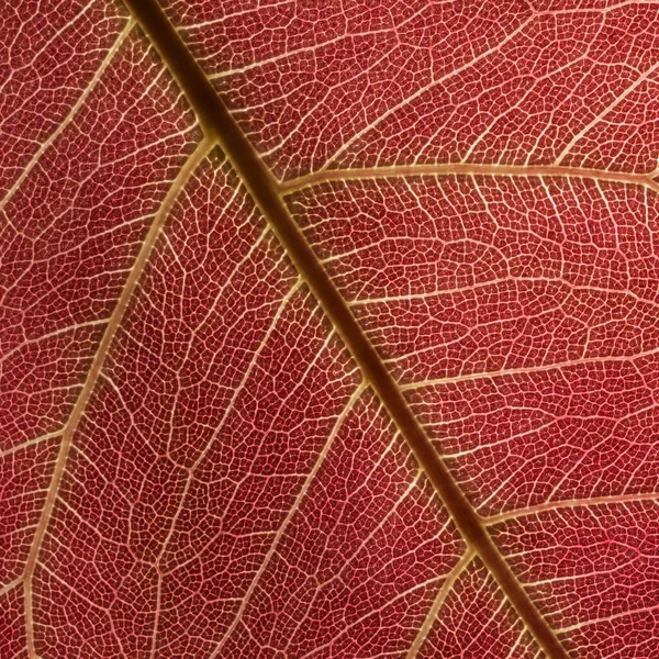 Macro Sfondo Foglia Rossa Texture — Foto Stock