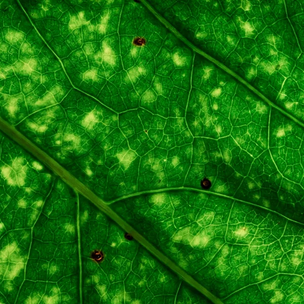 Macro Green Leaf Texture Background — Stock Photo, Image