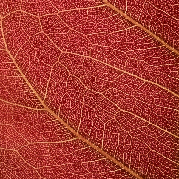 Macro Sfondo Foglia Rossa Texture — Foto Stock