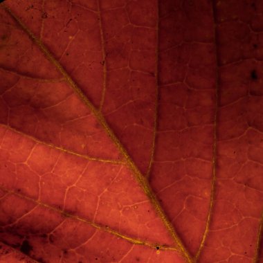 kırmızı yaprak dokusu arka planının makrosu