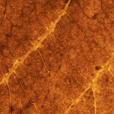 Makro sarı kahverengi yaprak dokusu ve arkaplanı