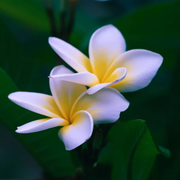 Makro Zdjęcie Białych Kwiatów Frangipani Tropikalnej Tajlandii — Zdjęcie stockowe