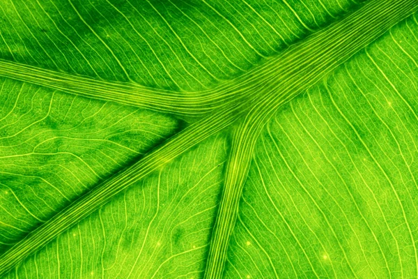 Zielony Liść Tekstury Makro Tło — Zdjęcie stockowe