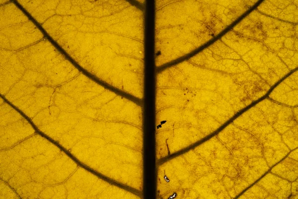 Macro Giallo Marrone Foglia Texture Sfondo — Foto Stock