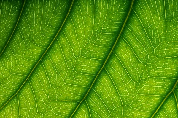 Macro Green Leaf Texture Background — Stock Photo, Image