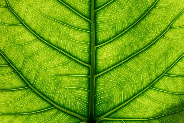 Green Leaf Texture Macro Background — Stock Photo, Image