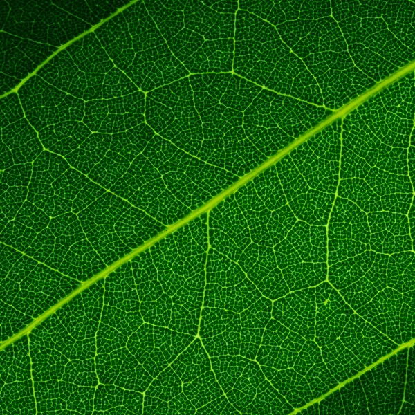 Green Leaf Texture Macro Background — Stock Photo, Image