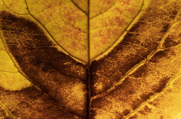 Makro Sarı Kahverengi Yaprak Dokusu Arkaplanı — Stok fotoğraf