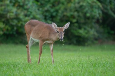 Geyik, ormanı huzur içinde tasvir eder.