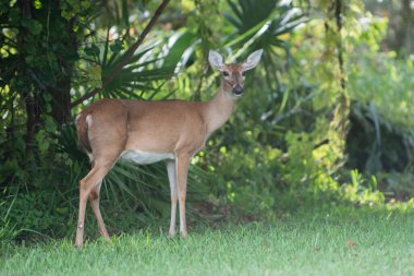 Geyik, ormanı huzur içinde tasvir eder.