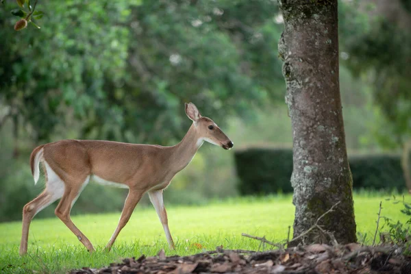Ciervo Caminando Pacíficamente Alimentándose Bosque —  Fotos de Stock