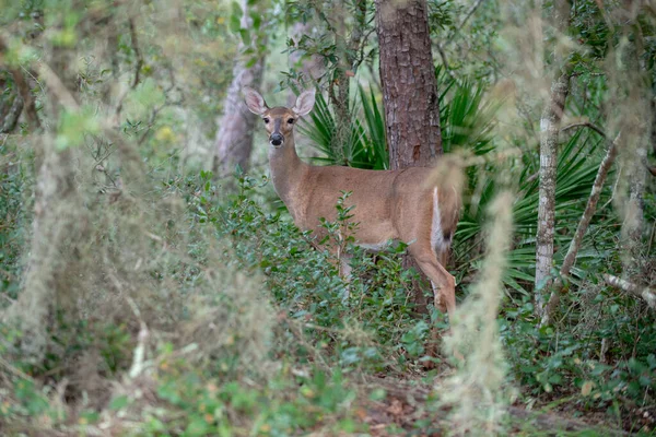 Hirsche Ziehen Friedlich Durch Den Wald — Stockfoto