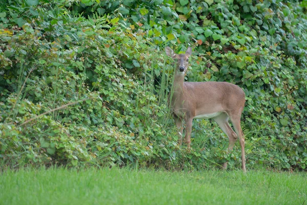 Hirsche Ziehen Friedlich Durch Den Wald — Stockfoto