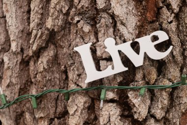 İnci ve cam vazoda dalları olan seksi beyaz ipek güller.