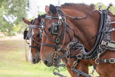 İki güzel kahverengi at evlendikten sonra dinleniyor.