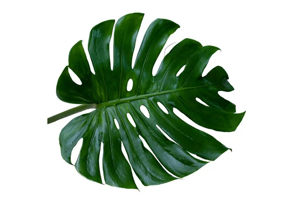 Tropikal Ormandaki Yeşil Canavar Yaprakları Beyaz Arka Planda Ayrı Bir — Stok fotoğraf