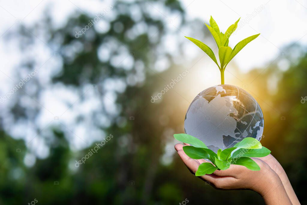 Renewable energy concept Earth Day or environment protection Hands protect forests that grow on the ground and help save the world.