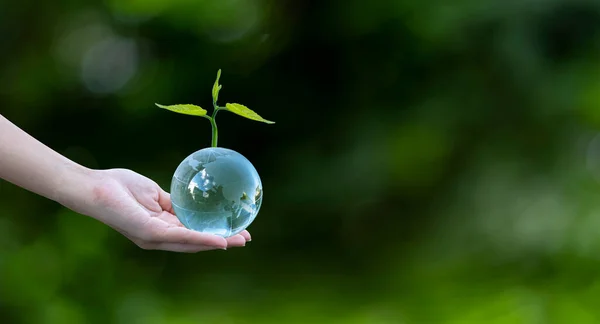 3D illüstrasyon Yenilenebilir Enerji Konsepti Dünya Günü veya çevresel koruma Toprakta yetişen ormanları koruyun ve gezegenin kurtulmasına yardım edin.