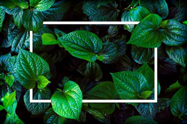 Yeşil yaprak arka planında beyaz çerçeve, yazı yazılabilir, yaprak dokusu arka planında doğal yemyeşil yapraklar.