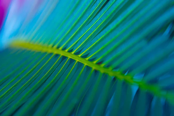 Abstract Beautiful Tropical Green Foliage Focuses Only Leaf Edges Dumb — 스톡 사진