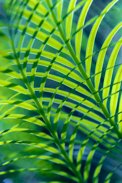 Abstract Beautiful Tropical Green Foliage Focuses Only Leaf Edges Dumb — 스톡 사진