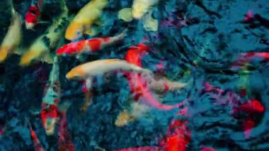 Birçok sazan balığı renkli göllerde yüzer..