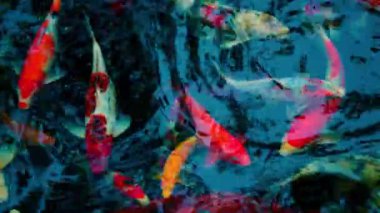 Birçok sazan balığı renkli göllerde yüzer..