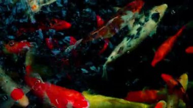 Birçok sazan balığı renkli göllerde yüzer..