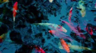 Birçok sazan balığı renkli göllerde yüzer..